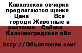 Кавказская овчарка -предлагаются щенки › Цена ­ 20 000 - Все города Животные и растения » Собаки   . Калининградская обл.